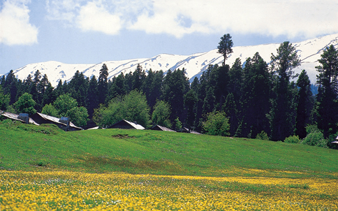 gul